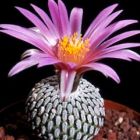 Pelecyphora pseudopectinata