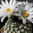 Pelecyphora valdeziana v. albiflora