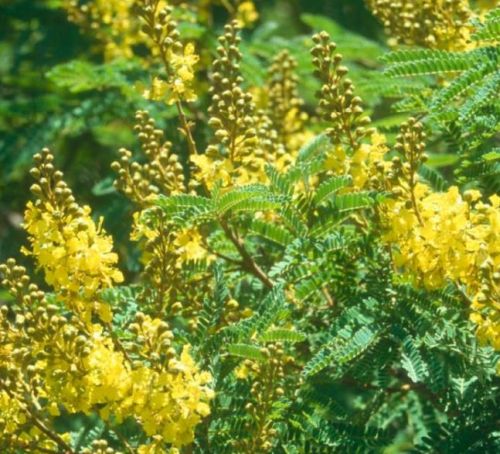 Peltophorum africanum Weeping wattle seeds