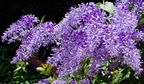 Petrea volubilis Purple Wreath - Queens Wreath seeds