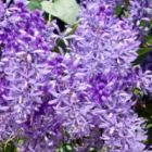 Petrea volubilis Purpurkranz Samen