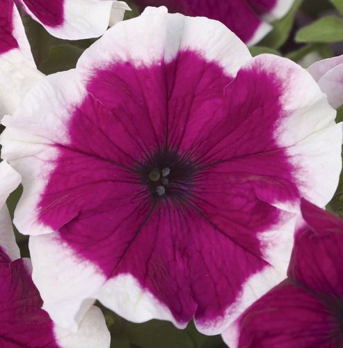 Petunia Hulahoop Burgundy F1 Petunia Hulahoop Burgundy F1 seeds