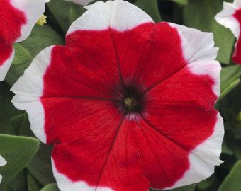 Petunia Merlin Red Picotee F1 Petunia Merlin Red Picotee F1 seeds