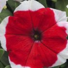 Petunia Merlin Red Picotee F1 P?tunia Merlin Red Picotee F1 graines