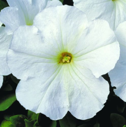 Petunia Merlin Series F1 White Petunia Merlin Series F1 - White seeds