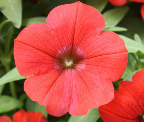 Petunia Nana Compacta Scarlet Scarlet Petunia seeds