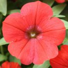 Petunia Nana Compacta Scarlet  semillas