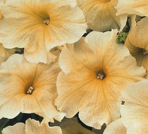 Petunia Prism Sunshine F1 Petunia Prism Sunshine F1 seeds