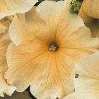 Petunia Prism Sunshine F1 Petunie Prism Sunshine F1 Samen