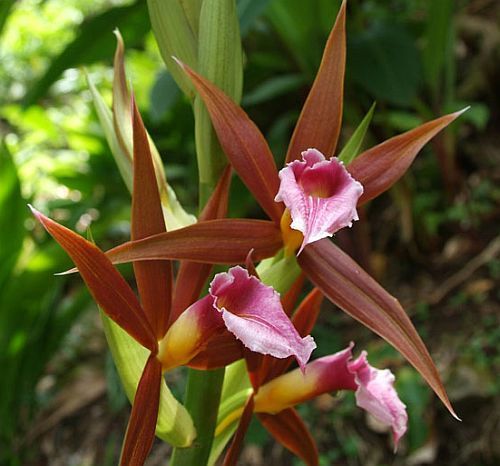 Phaius tankervilleae - orquídea semillas