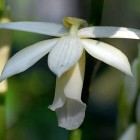 Phaius tankervilleae alba Orchideen Samen