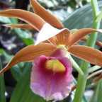 Phaius tankervilleae Orchideen Samen