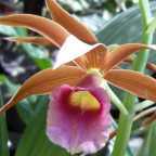 Phaius tankervilleae orqu?dea semillas