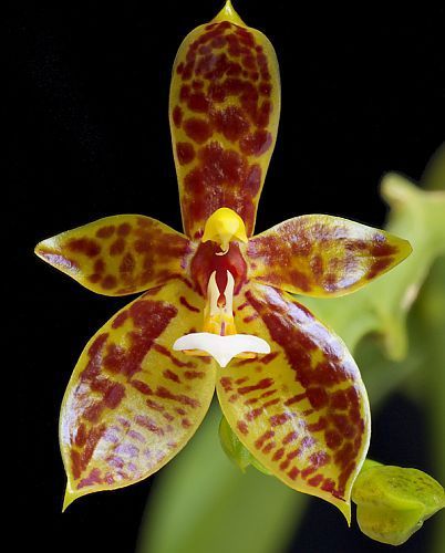 Phalaenopsis cornucervi orchids seeds