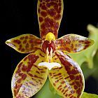 Phalaenopsis cornucervi Orchideen Samen