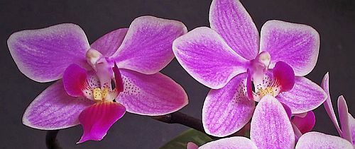 Phalaenopsis equestris orchids seeds