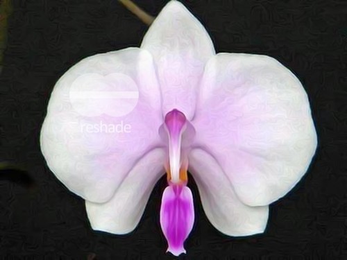 Phalaenopsis lowii orchids seeds