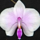 Phalaenopsis lowii Orchideen Samen