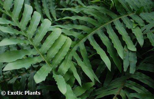 Phlebodium aureum golden polypody seeds