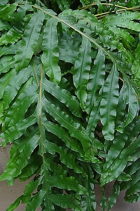 Phlebodium decumanum Calaguala Fern seeds