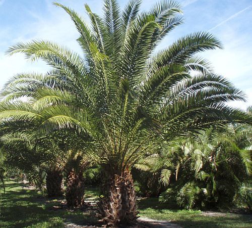 Phoenix reclinata wild date palm seeds