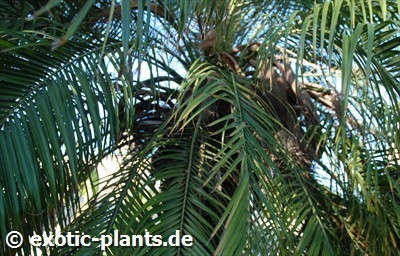 Phoenix roebelenii Pygmy Date Palm seeds