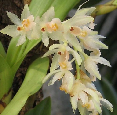 Pholidota articulata orchid seeds