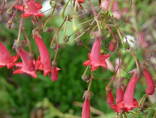 Phygelius capensis Cape Fuchsia seeds