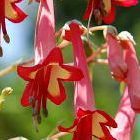 Phygelius capensis Cape-fuchsia? semillas