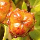 Phylica oleaefolia