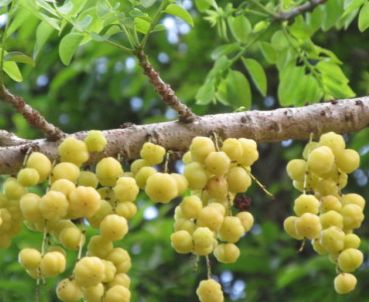 Phyllanthus acidus Otaheite Gooseberry - Star Gooseberry seeds