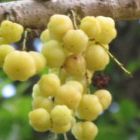 Phyllanthus acidus Otaheite Stachelbeere - Stern Stachelbeere Samen