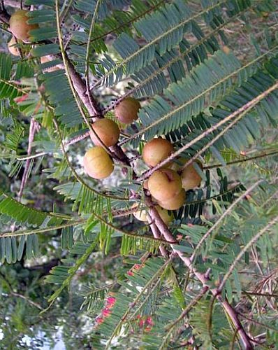 Phyllanthus emblica Amla seeds