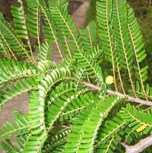 Sementes de Phyllanthus emblica Amla