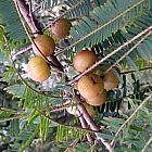 Phyllanthus emblica Amla graines