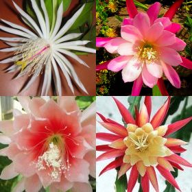 Phyllocactus Hybriden-Mix Phyllocactus - Epiphyllum Mix seeds