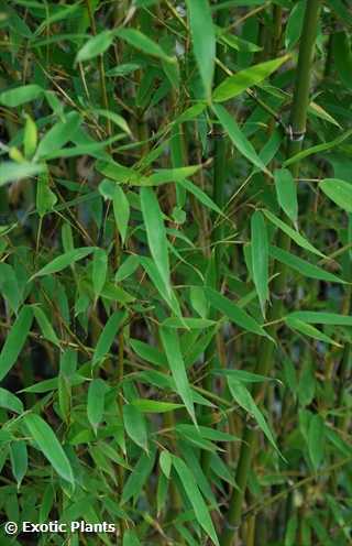 Phyllostachys glauca Yunzhu bamboo seeds