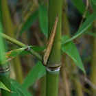 Phyllostachys glauca  semillas