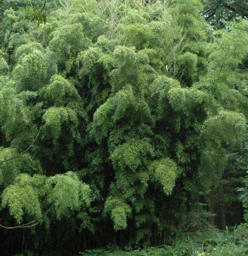 Phyllostachys heteroclada sementes de bambu de água