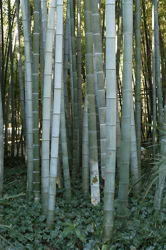 Phyllostachys pubescens giant bamboo Moso seeds