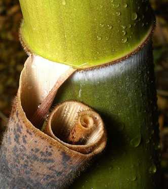 Phyllostachys pubescens giant bamboo Moso seeds