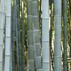 Phyllostachys pubescens semi bambù Moso