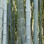 Phyllostachys pubescens semillas bambú gigante Moso