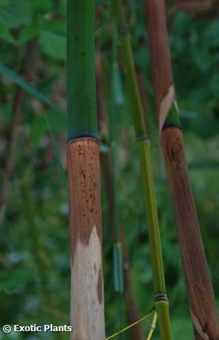 Phyllostachys vivax bamboo seeds