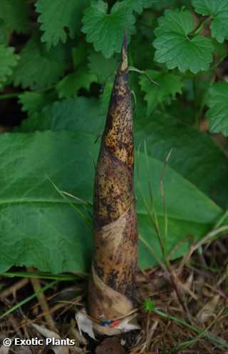 Phyllostachys vivax bamboo seeds