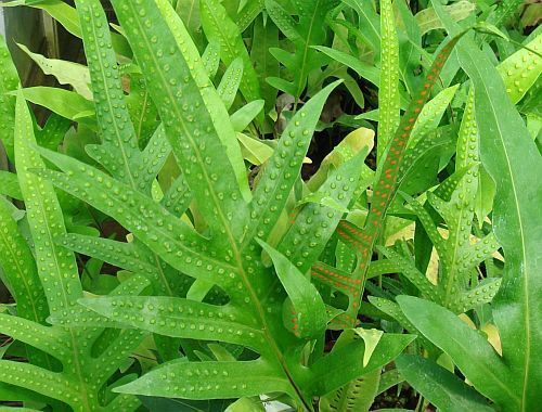 Phymatodes scolopendria centipede fern seeds