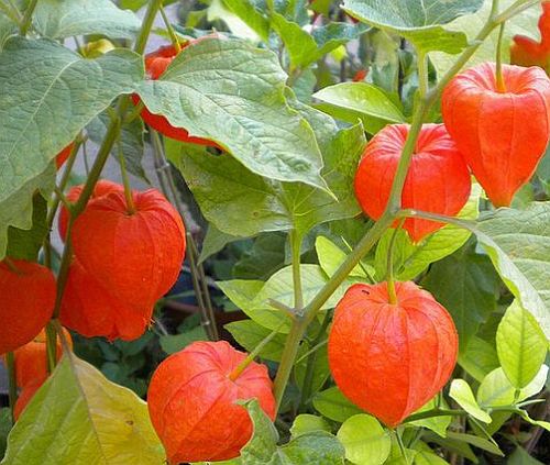 Physalis franchetii alkekengi gigantea Chinese Lantern seeds