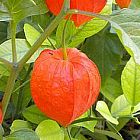 Physalis franchetii alkekengi gigantea Lanterne Chinoise graines