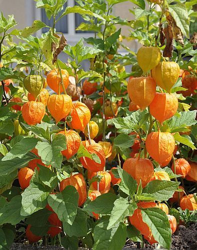 Physalis peruviana Cape gooseberry - Andes berry seeds