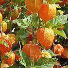 Physalis peruviana Kapstachelbeere - Andenbeere Samen